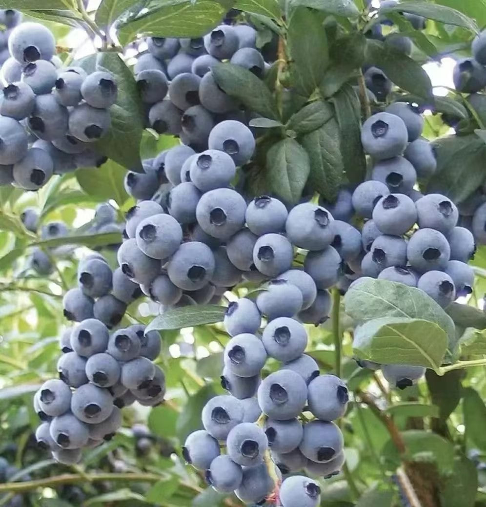 Giant Blueberry Fruit Seeds 🫐 Save 50% + Free Plant Growth Supplement