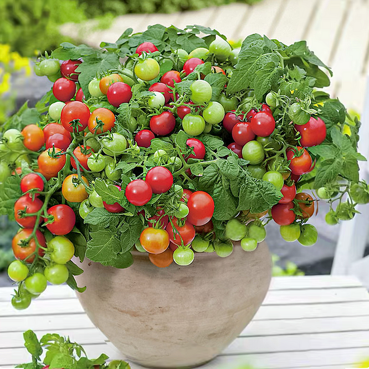 Dwarf Tomato Seeds | 🍅 Flat 50% Saving 🍅 | FREE Plant Growth Supplement Included