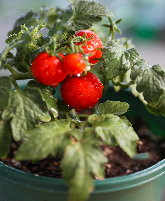 Dwarf Tomato Seeds | 🍅 Flat 50% Saving 🍅 | FREE Plant Growth Supplement Included