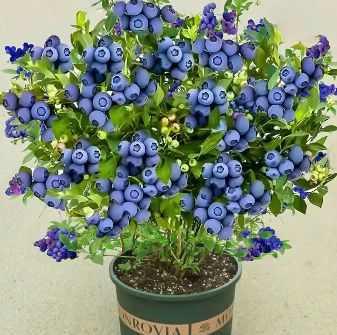 Giant Blueberry Fruit Seeds 🫐 Save 50% + Free Plant Growth Supplement