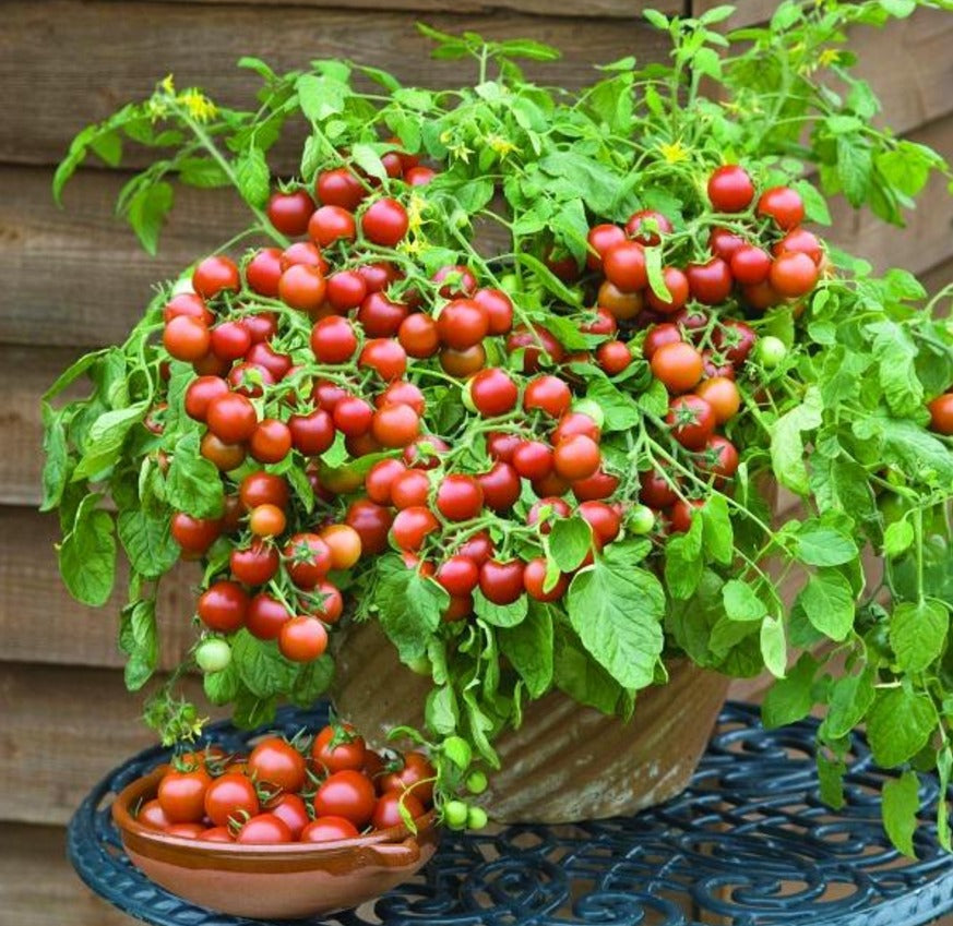 Dwarf Tomato Seeds | 🍅 Flat 50% Saving 🍅 | FREE Plant Growth Supplement Included