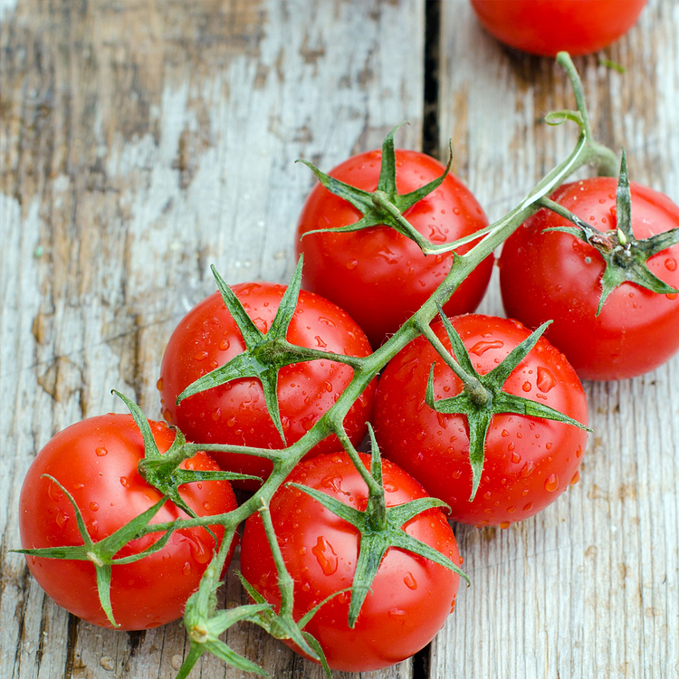 Dwarf Tomato Seeds | 🍅 Flat 50% Saving 🍅 | FREE Plant Growth Supplement Included