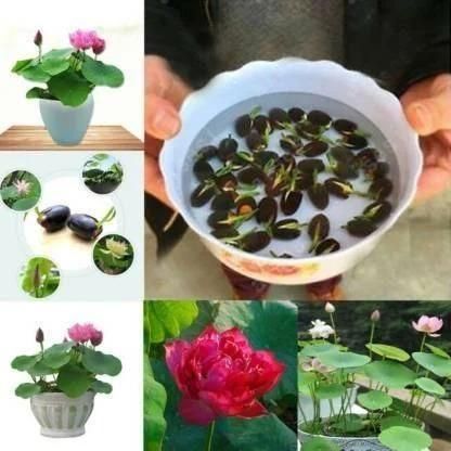 Get Premium Lotus Seeds Now—Flat 50% OFF + Bonus Plant Growth Supplement