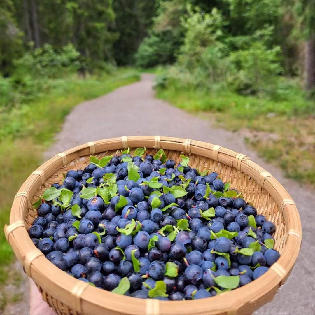 Giant Blueberry Fruit Seeds 🫐 Save 50% + Free Plant Growth Supplement