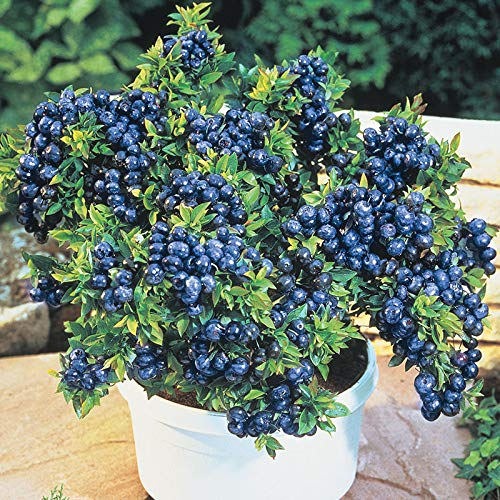 Giant Blueberry Fruit Seeds 🫐 Save 50% + Free Plant Growth Supplement