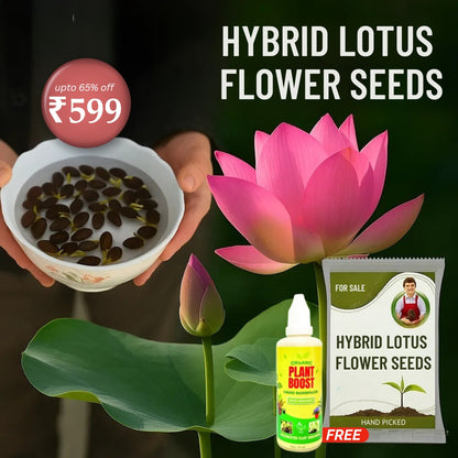 Hybrid Japanese Bonsai Lotus Seeds| 🔥FLAT 58% OFF SALE🔥