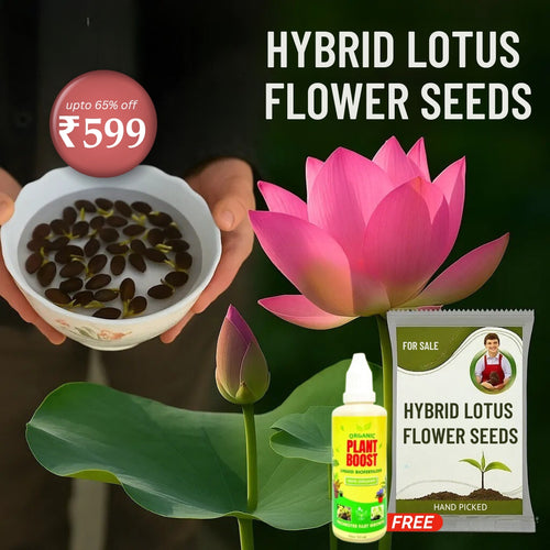 Hybrid Japanese Bonsai Lotus Seeds| 🔥FLAT 58% OFF SALE🔥
